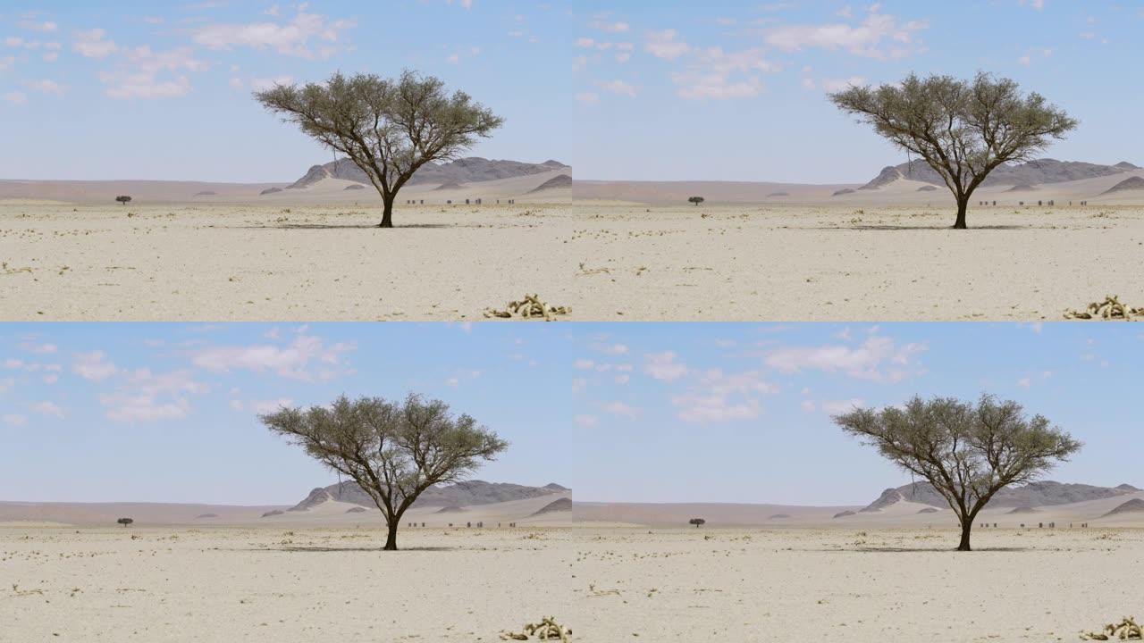 WS孤树在阳光明媚的广阔沙漠，纳米比亚，非洲