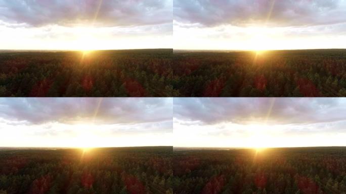 无人机在春季野生动物森林日落上空飞行。日出时在五颜六色的树木森林上进行电影空中拍摄。鸟儿在美丽的早晨