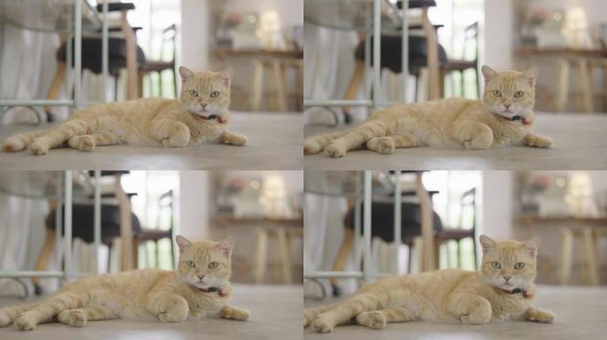 橙色虎斑猫躺在地板上，面无表情地凝视着相机。