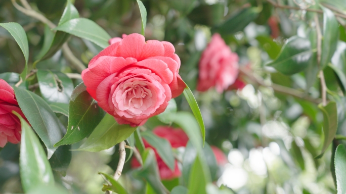 月季花月季特写