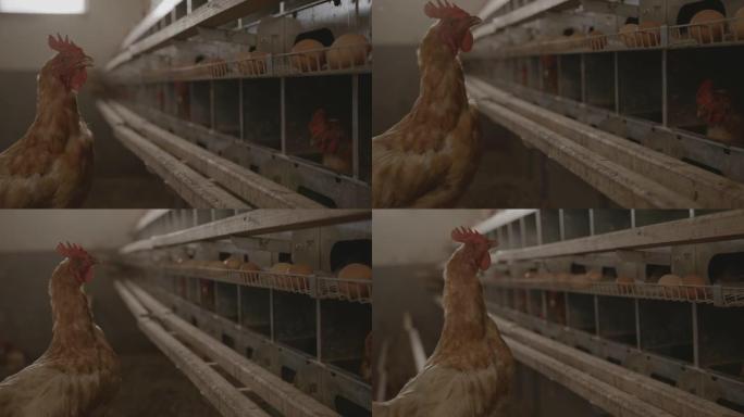SLO MO母鸡看着蛋鸡农场内的笼子