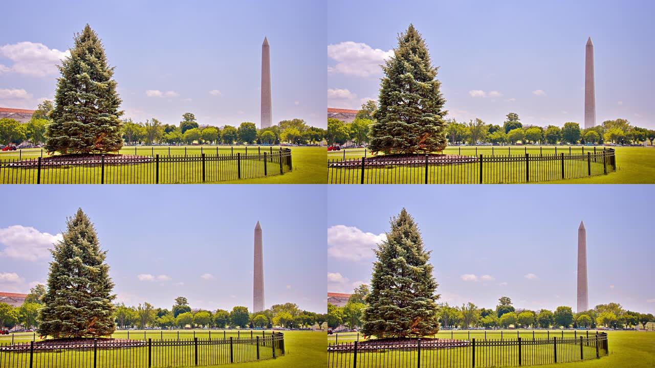 国家圣诞树。华盛顿纪念碑。树。历史。自然