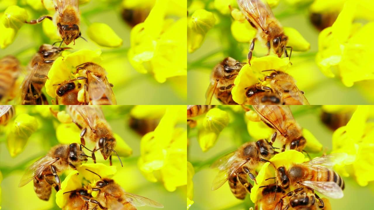 春季油菜籽花上的近距离蜜蜂
