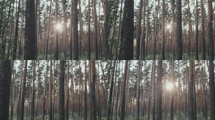 森林中的晴天阳光灿烂照射原始森林