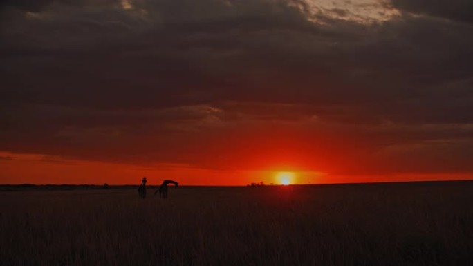 日出天空下田园诗般的自然保护区田野中的剪影长颈鹿
