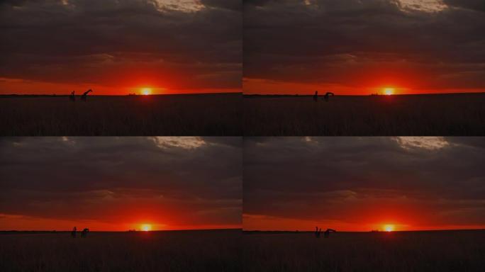 日出天空下田园诗般的自然保护区田野中的剪影长颈鹿
