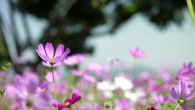 花紫色的小花特写湖边