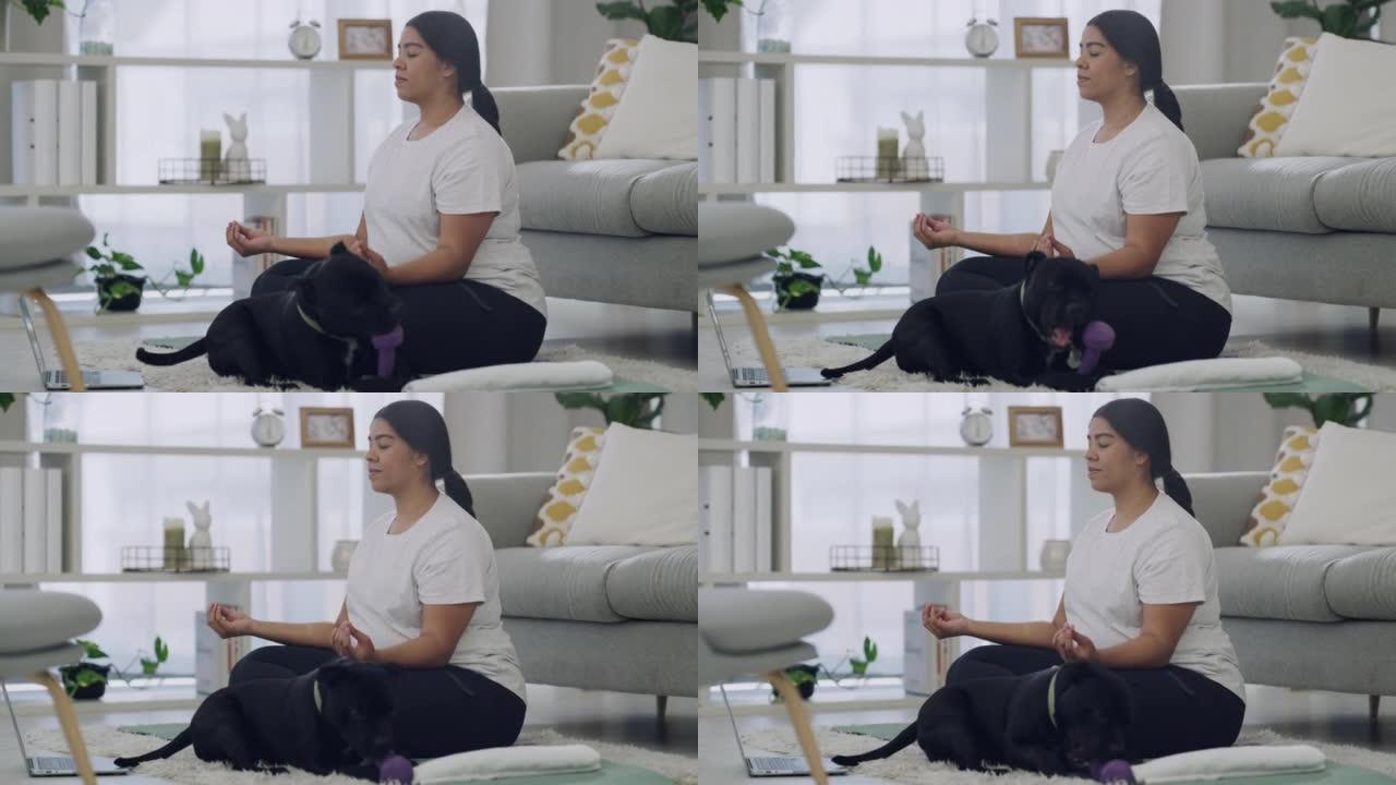 加大码的女人在家里的客厅里冥想。冥想瑜伽士双腿交叉坐着，找到内心的平衡，而她的斯塔菲狗则用哑铃玩耍。