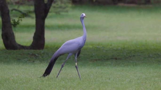 美丽壮丽的蓝鹤，濒危物种，南非的国鸟，慢动作行走