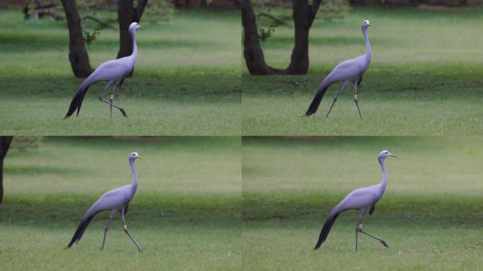美丽壮丽的蓝鹤，濒危物种，南非的国鸟，慢动作行走