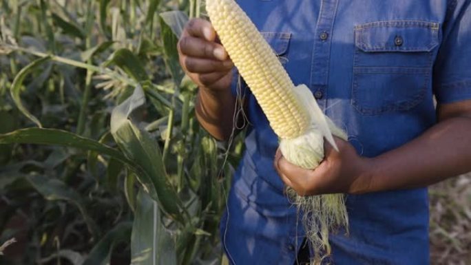特写，裁剪的视图，黑人非洲女农夫在收获前去除外叶并检查玉米芯的成熟度