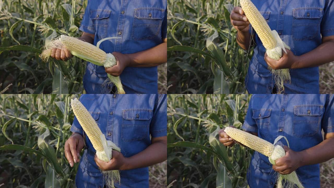 特写，裁剪的视图，黑人非洲女农夫在收获前去除外叶并检查玉米芯的成熟度