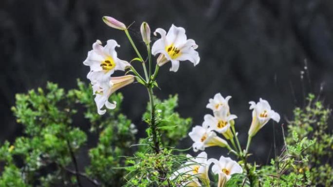 岷江百合花在山谷悬崖上绽放