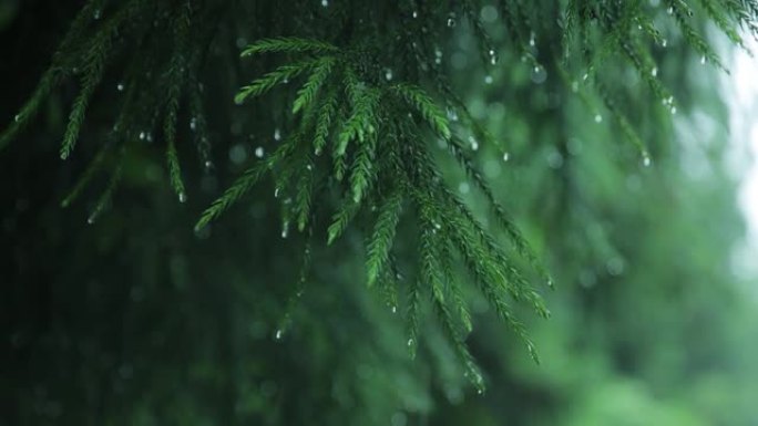 雨中的枞树树枝林业绿化树林植被生态水源