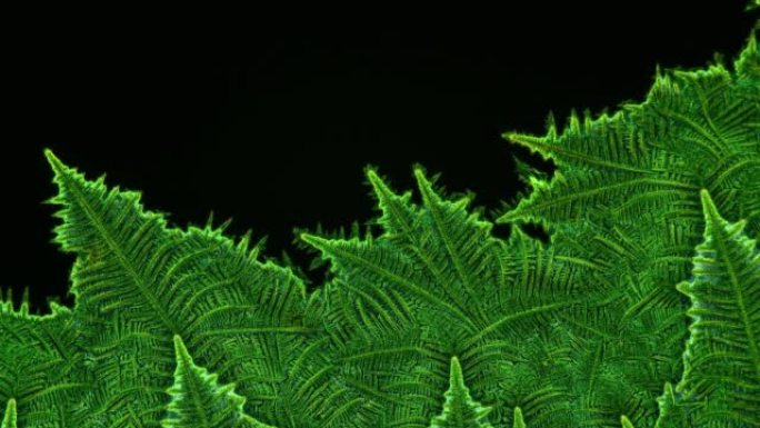 食用色素的晶体在显微镜下看起来像一个接一个地生长的植物