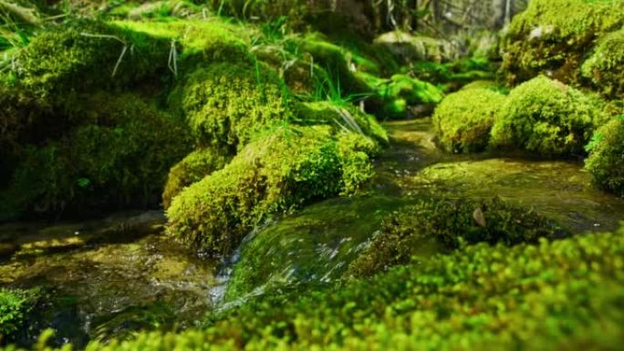 LS泉水流过森林中覆盖着苔藓的岩石