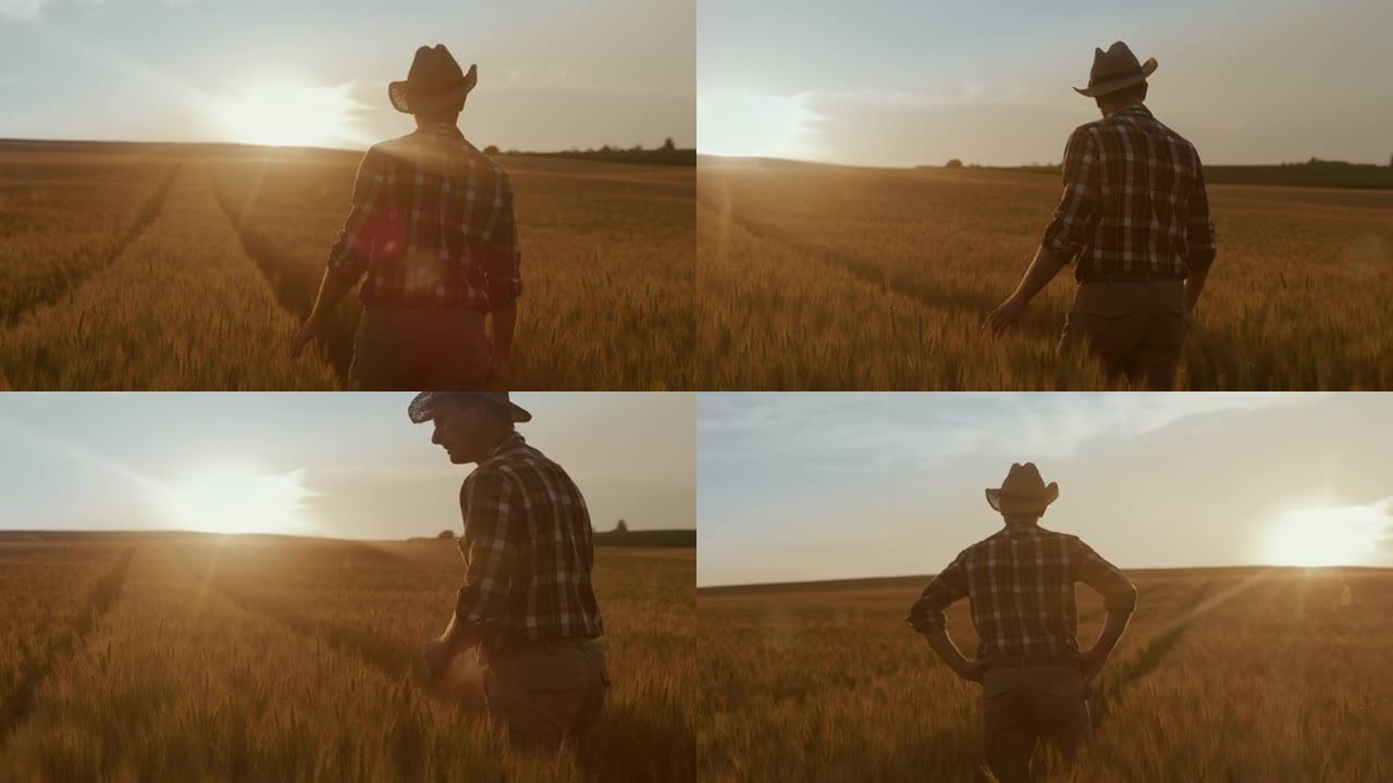 SLO MO Farmer在日落时在麦田里行走时举起双臂向空中