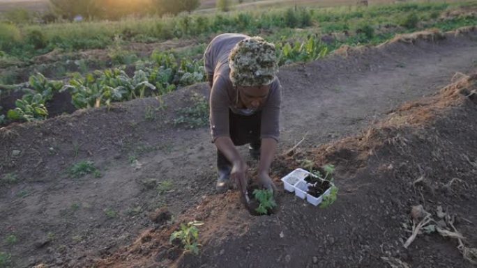 非洲黑人新兴女农民在她的菜园种植番茄幼苗