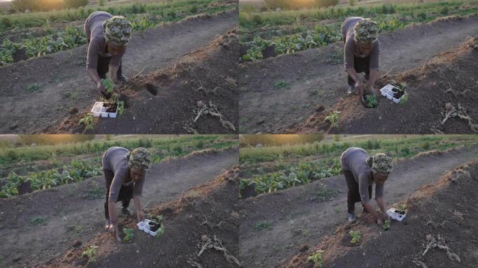 非洲黑人新兴女农民在她的菜园种植番茄幼苗