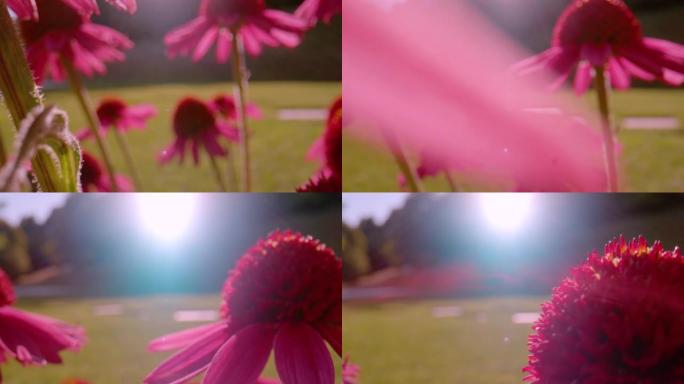 特写镜头，dop: 美丽的紫锥菊花朵在夏天盛开的鲜艳色彩