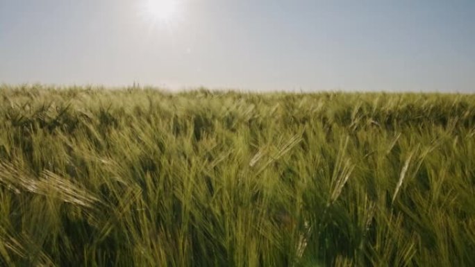 晴朗的日子里美丽的麦田，黄色的小麦植物在风中移动