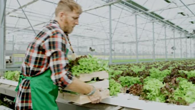 SLO MO园丁将新鲜蔬菜堆放在温室内的板条箱中