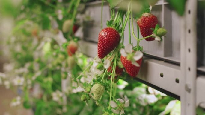 在温室中成熟草莓