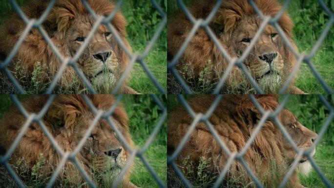 狮子转身看着相机焦点偏移