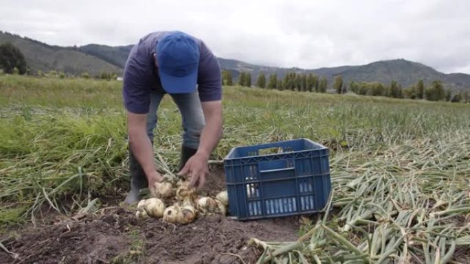 拉丁美洲农民在篮子里收集收获的洋葱