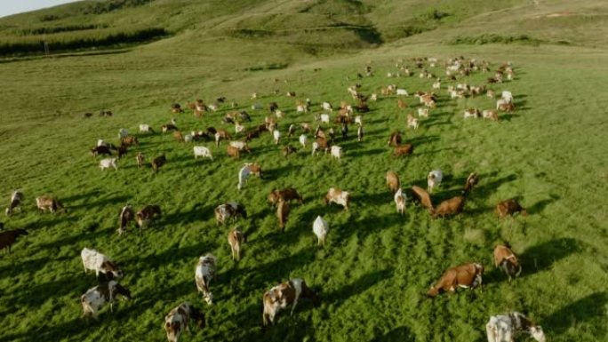 在美丽的绿色牧场上放牧的一大群艾尔郡奶牛的近距离空中飞行。负责温室气体排放的牲畜为气候变化做出了贡献