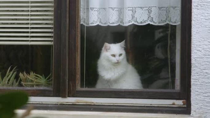 特写: 可爱的白色小猫看着窗外，观察附近。