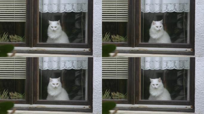 特写: 可爱的白色小猫看着窗外，观察附近。