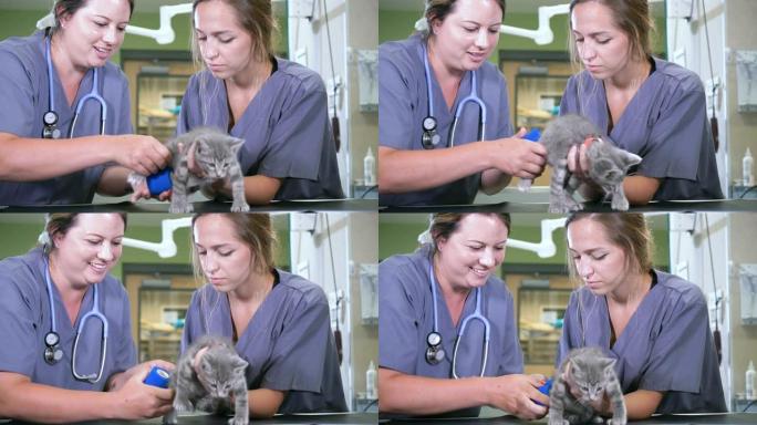 兽医包扎受伤的小猫的腿