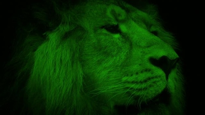 夜景狮子在丛林中环顾四周