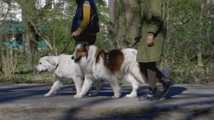 妇女在公园里遛狗狗绳带狗散步视频素材