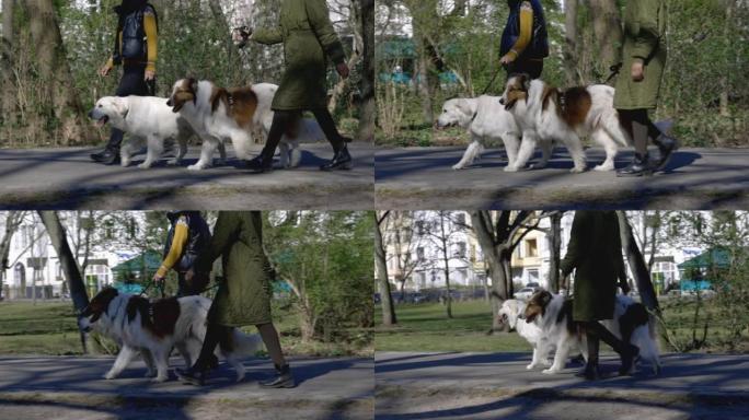 妇女在公园里遛狗狗绳带狗散步视频素材
