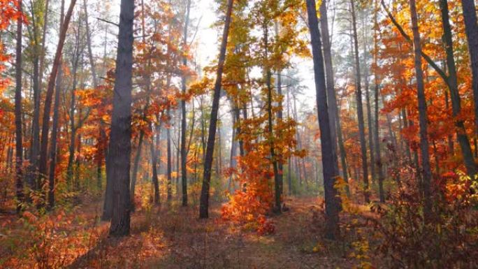 秋季自然森林景观。秋天如火如荼。漫步在红树和橙树的壮丽秋林中。阳光穿过树叶。公园里的秋天