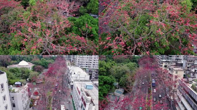 广州烈士陵园春日百年木棉花航拍4K视频