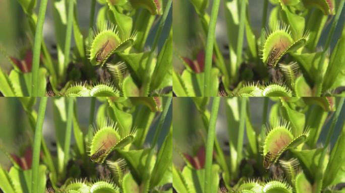 特写镜头，dop: 幸运的黄色黄蜂逃脱了食肉的Dionaea muscipula的陷阱。