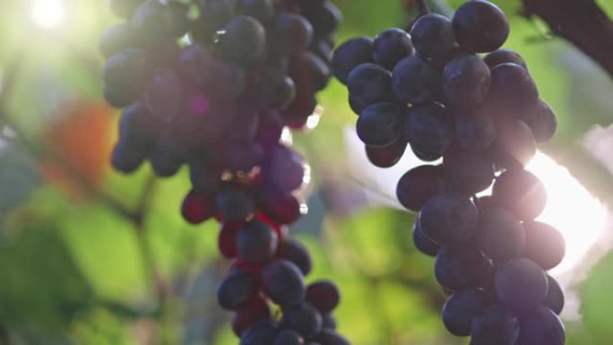 红色成熟的生态葡萄酒葡萄在风中摇曳。日落时的葡萄园，葡萄收获，意大利。完美的酿酒葡萄