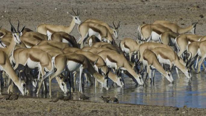 纳米比亚埃托沙国家公园水坑中一群跳羚喝酒的特写镜头