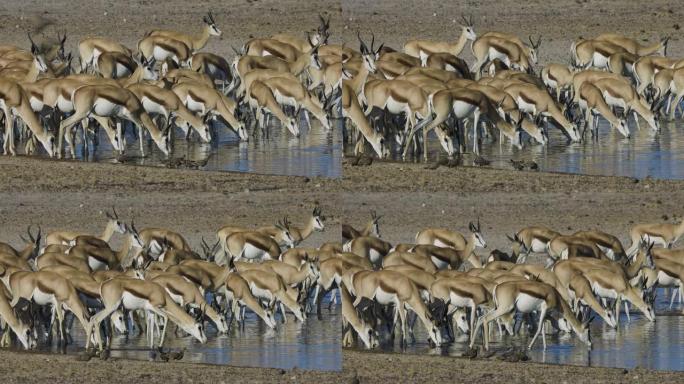 纳米比亚埃托沙国家公园水坑中一群跳羚喝酒的特写镜头