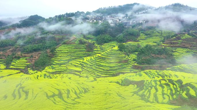 航拍婺源篁岭梯田油菜花 4K