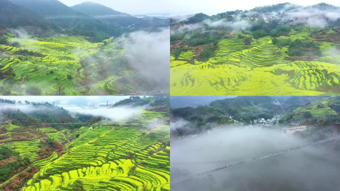 航拍婺源篁岭梯田油菜花 4K