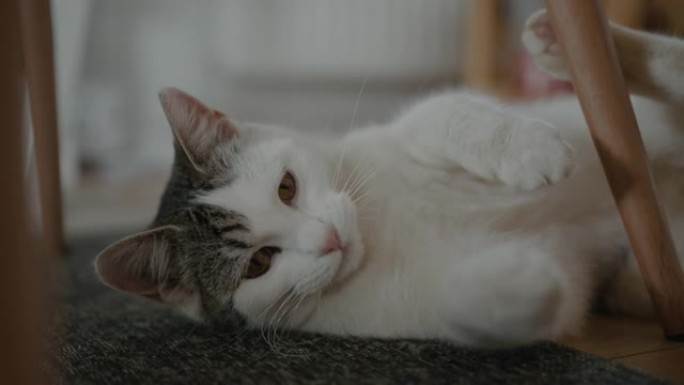 白猫躺在客厅小猫咪可爱猫咪