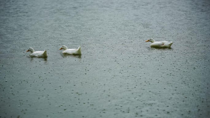 春季绵绵细雨湖里的鸭子