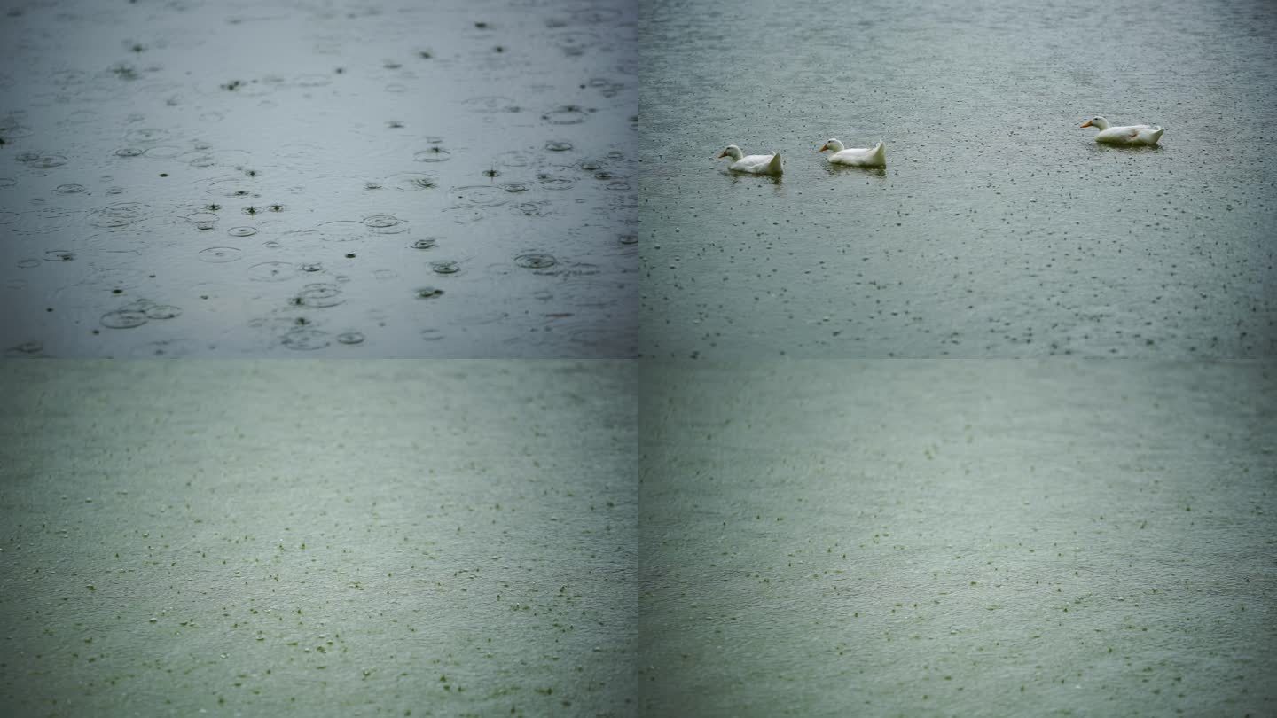 春季绵绵细雨湖里的鸭子