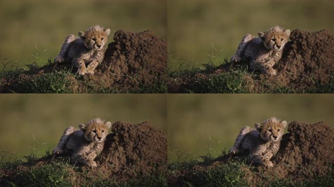 非洲大草原白蚁丘顶上可爱的年轻猎豹幼崽的慢动作特写前视图