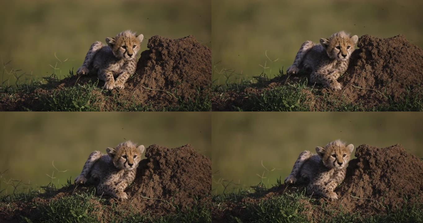非洲大草原白蚁丘顶上可爱的年轻猎豹幼崽的慢动作特写前视图
