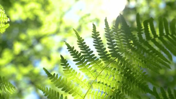宏观: 明亮的阳光照射在茂密的树林深处摇曳的蕨类植物上